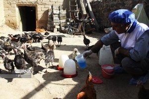 هزار قطعه پرنده در ۶۶ روستای دزفول علیه نیوکاسل واکسینه شدند